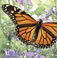 Monarch